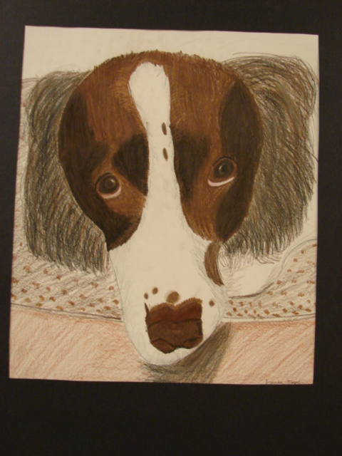 Picture 3 - brown and white dog's face
